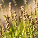krauter beeren saalbach hinterglemm