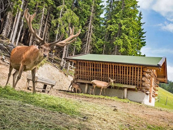montelinos wildtier fuetterung saalbach hinterglemm 1 1793075528