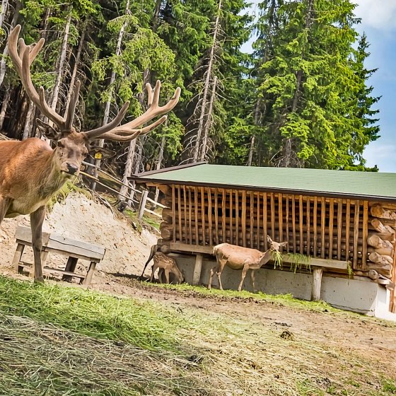 montelinos wildtier fuetterung saalbach hinterglemm 1