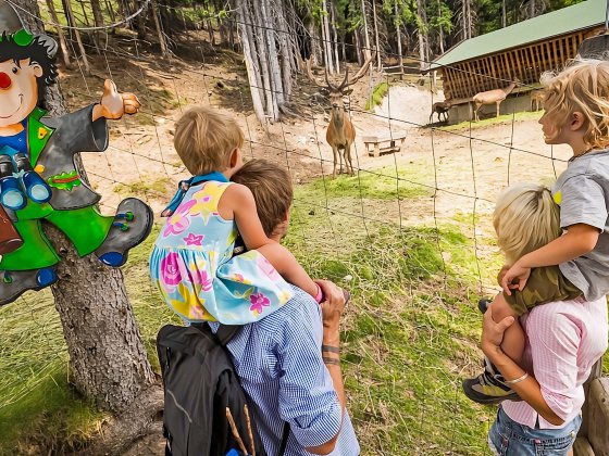 montelinos wildtier fuetterung saalbach hinterglemm 3