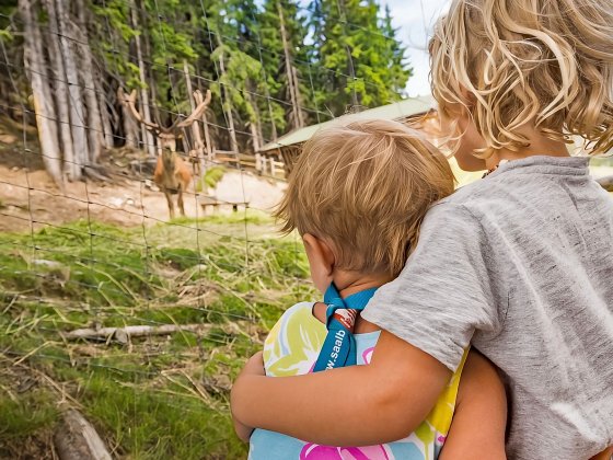 montelinos wildtier fuetterung saalbach hinterglemm 4