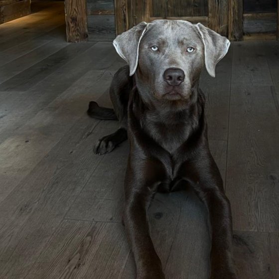 saalbach hinterglemm hundehotel 1