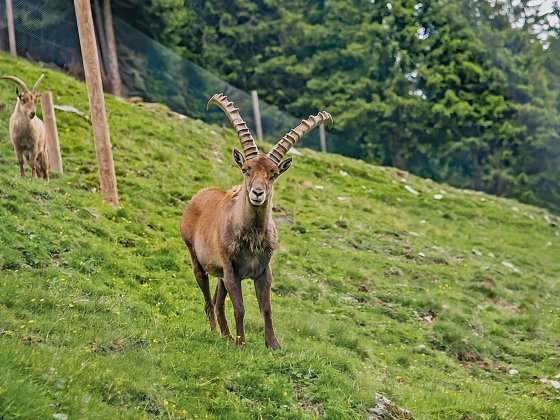 wildlife trail saalbach hinterglemm 2
